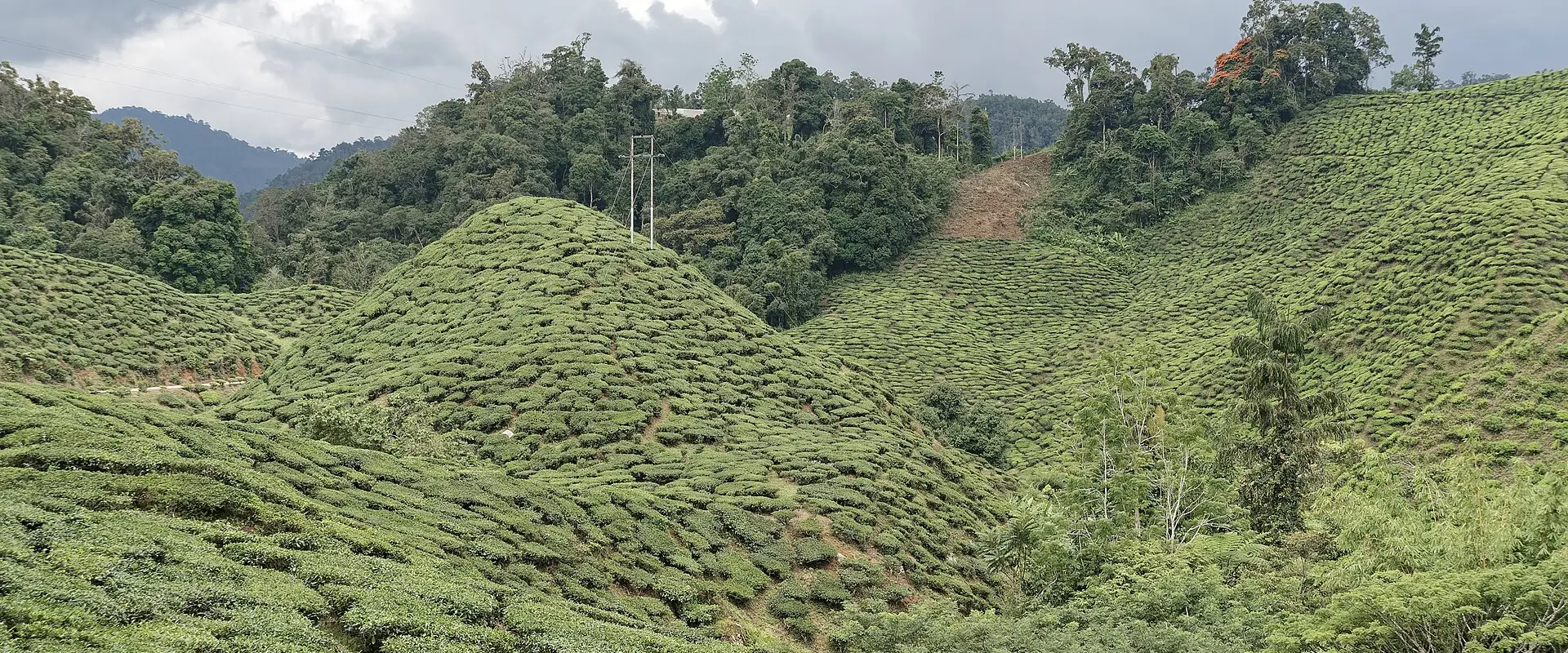Ladang teh di Cameron Highlands